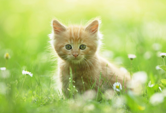 котенок, Kitten, трава, рыжий, лето, ромашки