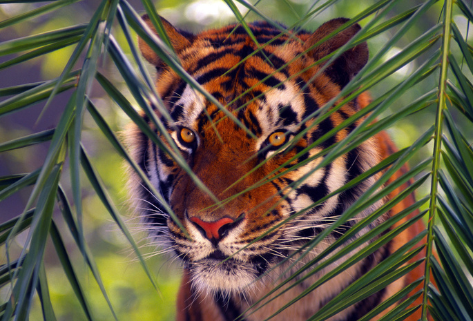 Bengal tiger, животные, тигр, ветка