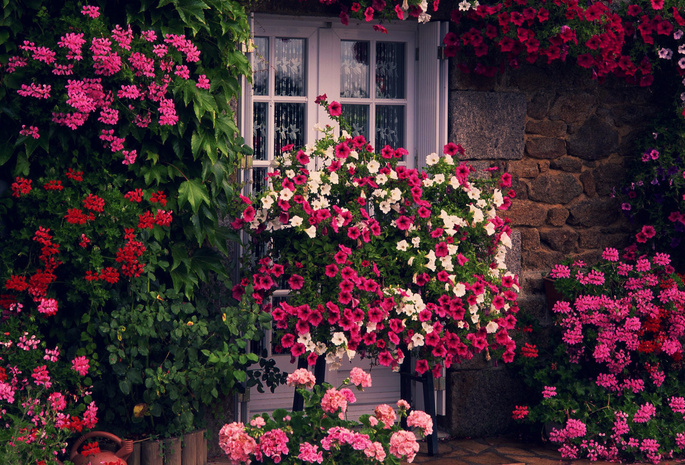 дом, стена, зелень, дверь, Цветы