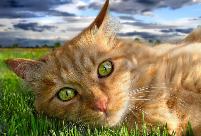 глаза, трава, Рыжий, зелень, кот