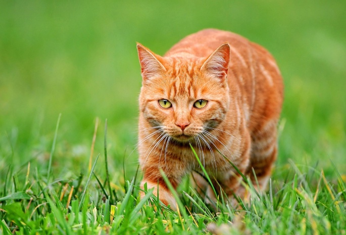 взгляд, трава, Рыжий кот