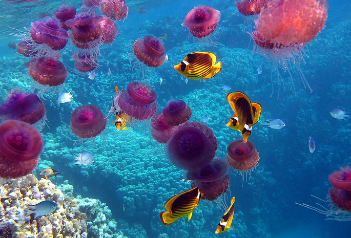 кораллы, Рыбы, море, океан, медузы, , подводный мир