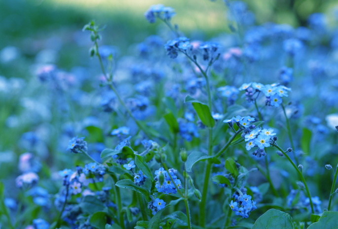 цветы, растения, голубые, зелень, синие, Незабудки
