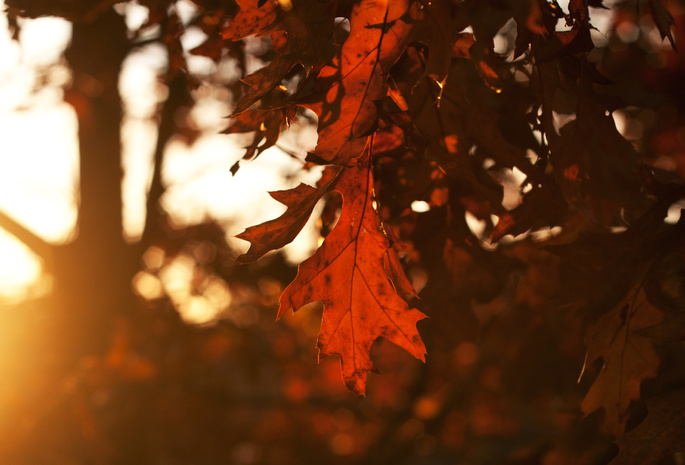 осень, деревья, листья, дубовые, время года, Лист, leafs