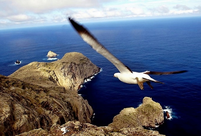 Galapagos, Seagull