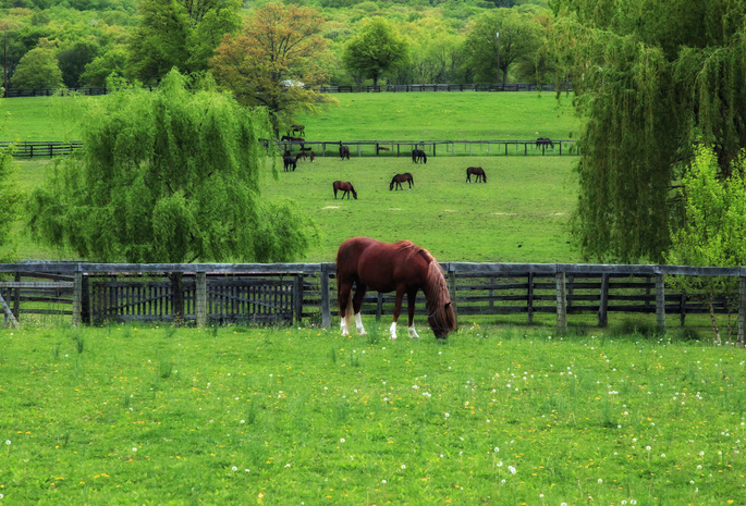 Лошади, зленая, одуванчики, весна, пастбище, трава