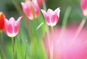весна, краски, тюльпаны, размытость, листья, яркость, Природа, цветы, цвета ...