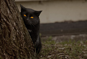 Кот, дерево, черный, глаза, смотрит