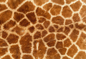 жираф, фон, шкура, мех, обои, Текстура