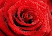 Роза, лепестки, капли, бутон, красная, цветок, макро