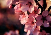 сакура, Цветение, ветка, весна, вишня, цветы, розовые