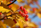 листья, дерево, желтый, ягода, красный, рябина, Осень
