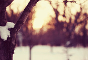 погода, снег, вечер, время года, снежок, дерево, Зима
