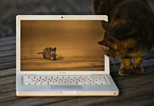 мышка, macbook, кот, Кошка, игрушка