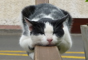 Кот, отдых, сон, забор