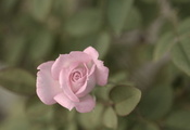 лепестки, бутон, цветок, листья, Роза, розовая