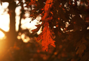 осень, деревья, листья, дубовые, время года, Лист, leafs