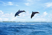 море, прыжок, вода, млекопитающее, Дельфины, природа