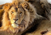 Лев, lion, грива, усы, смотрит, хищник, panthera leo, морда