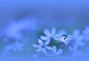 вода, растение, Цветы, капля, лепестки, синие, голубые
