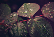 Листья, макро, после дождя, капли