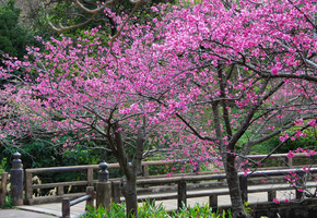 лепестки, сакура, весна, цветы, Деревья