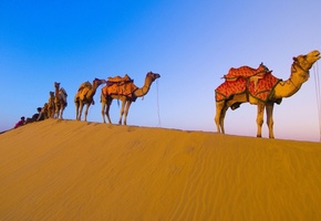 пустыня, караван, Верблюды