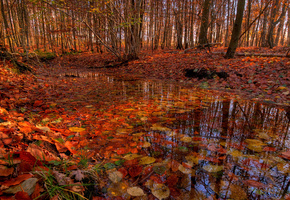 деревья, осень, Лес, листва, речка, ручей