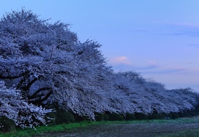 sakura, evening, prefectual park in kitakami, cherry blossoms, kitakami tenshochi, Japan