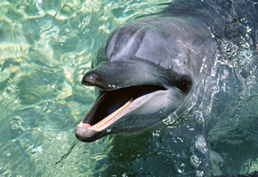 вода, Дельфин, обои