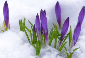 бутоны, Крокусы, весна, снег, первоцвет, фиолетовый