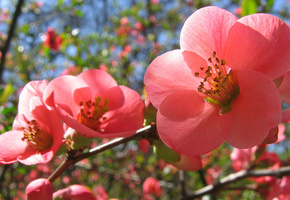 весна, Цветение, розовые цветы