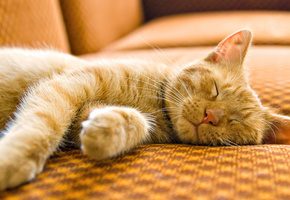 кошка, Кот, спит, диван, макро