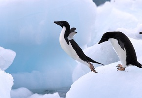 прыжок, лед, Пингвин