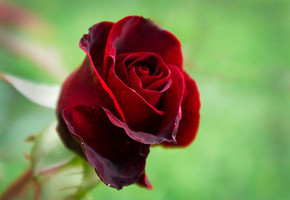 красота, красный, Роза, флора, природа