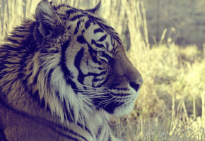 Тигр, животное, макро, tiger, взгляд, трава, смотрит