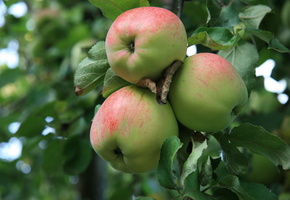 яблоня, яблоки, утро, природа, деревня, Еда, сад, яблоко