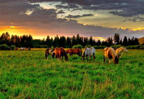 лето, поле, Природа, луг, лошадь, кони, лошади, поляна