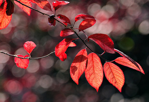 осень, блики, ветка, листва, Макро, красная