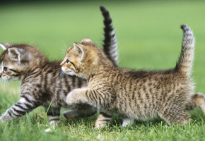 два котенка, трава, cat, кот, Животные