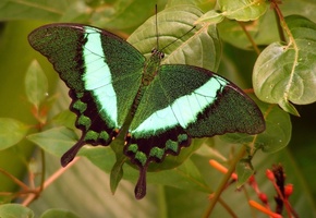 зелень, листики, Бабочка
