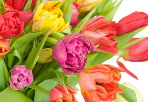 разноцветные, Цветы, тюльпаны