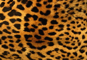 пятна, оранжевый, шкура, Леопард