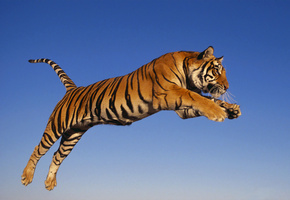 прыжок, хищник, Тигр