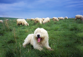 овцы, пастбище, собака, Sheepdog, польская низинная овчарка