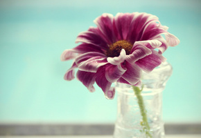 ваза, petals, water, макро, вода, macro, Цветок, лепестки, flower, vase
