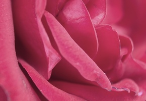 Роза, розовый, лепестки, нежно