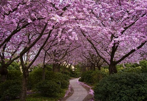 Япония, парк, деревья, аллея, цветы, сакура, цветение