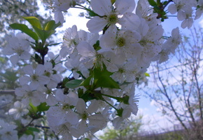 цветы, белый, дерево, вишня, цветет