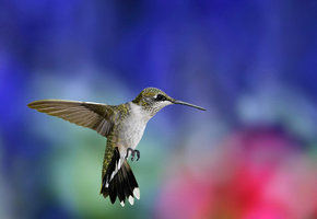 колибри, крылья, полет, взмах, птица, птичка, Hummingbird